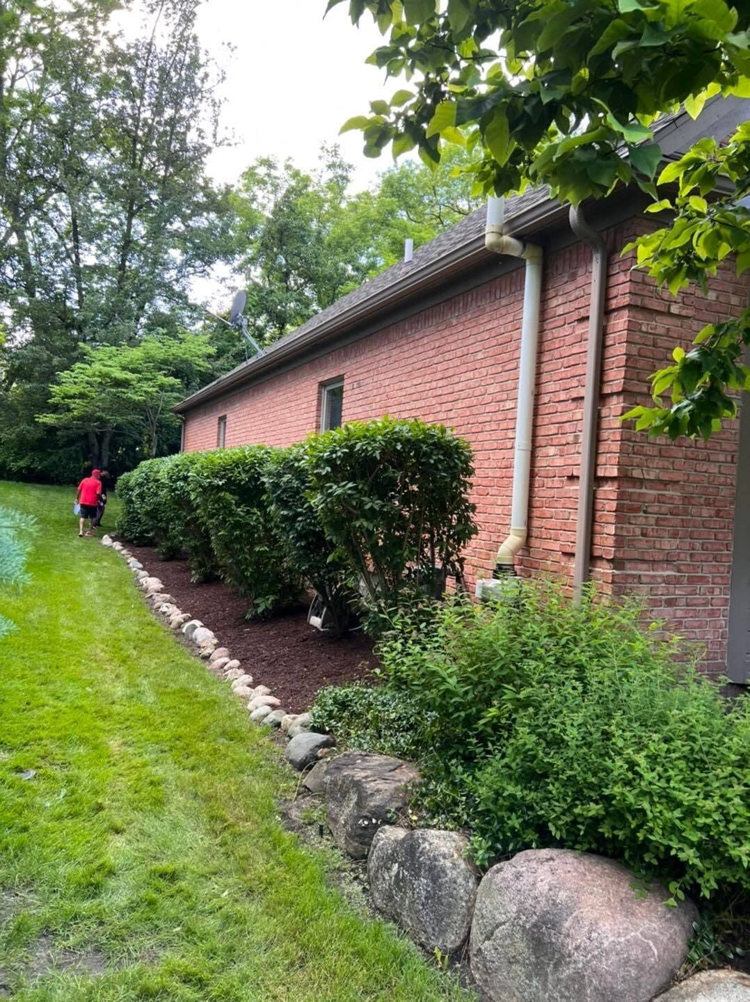 A row of overgrown shrubs cut back along a brick wall